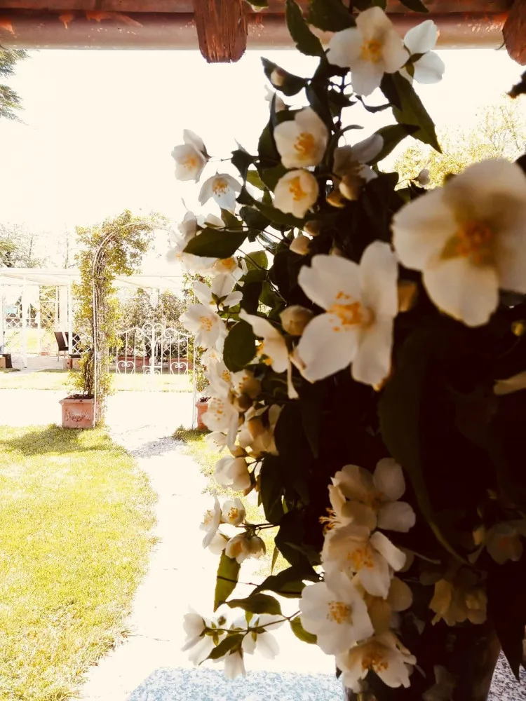 Gelsomino in fiore nel giardino della cascina