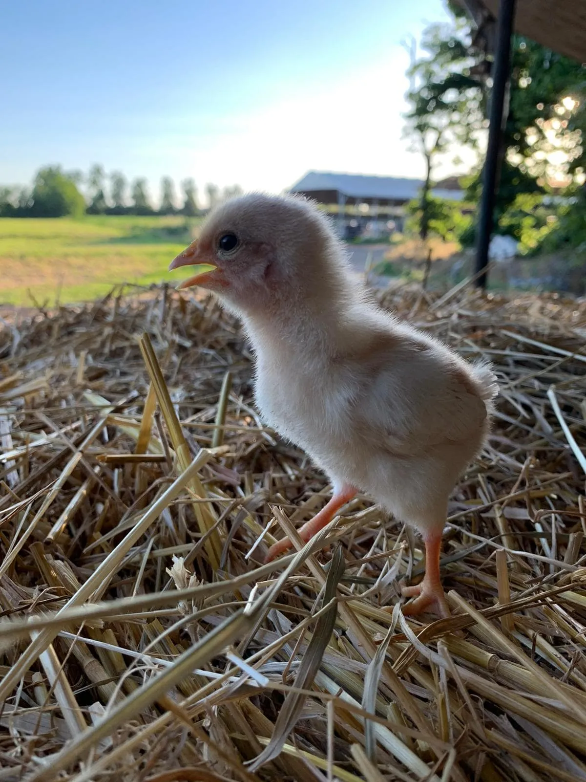 La vita dell'agriturismo — foto 4 di 7