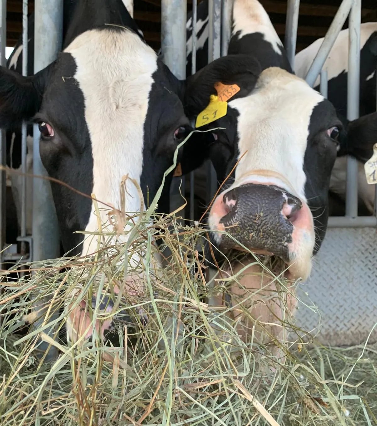 La vita dell'agriturismo — foto 5 di 7