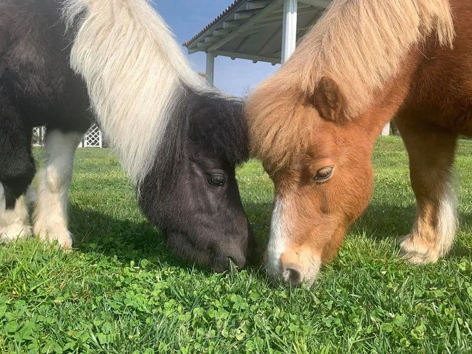 Due pony al pascolo nel prato della cascina